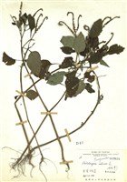 藏品(狗尾草)的圖片